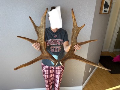 Moose Antler Shed SET Matched Horns Sheds Mount Carving Wild Idaho Decor