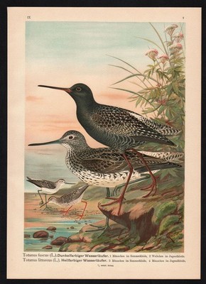 1880 - Wasserläufer Tringa Wader Farblithographie Naumann