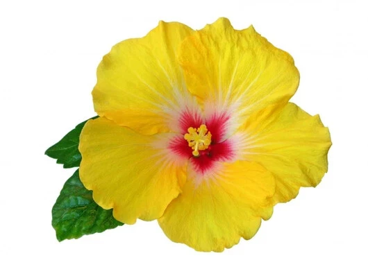 100 RARE MIXED COLOR Hibiscus Seeds Perennial Flowers Flower Seed - US SELLER - Image 4 of 4