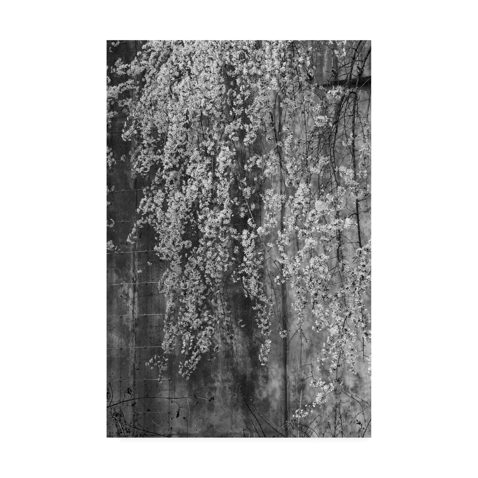 , 12x19 Black and White Flowering Spring by Kurt Shaffer Photographs, Multipl...