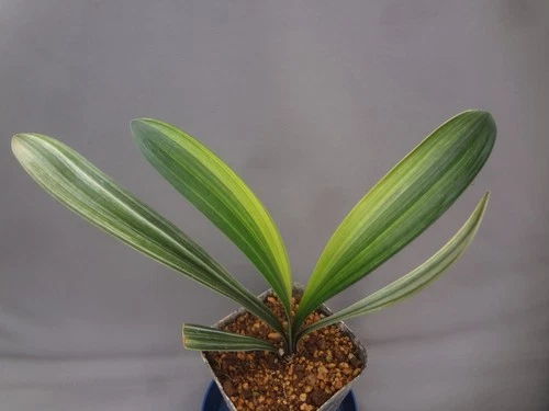 Clivia miniata white shima variegated [Must read description] B