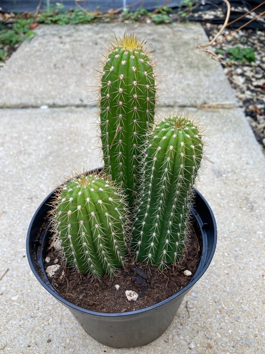Cactus, piante grasse con fioritura straordinaria a grandi fiori primavera  | eBay.de