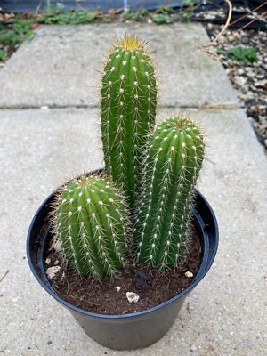 indischer gummibaum Gummibaum XL