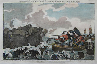 Captain Cook - Walrösser - Originaler Kupferstich von Baldwyn aus 1794