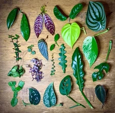 Tropical Plant Mystery Box ~ Rare Cuttings Variety Starter Kit ~ Gardener Gift