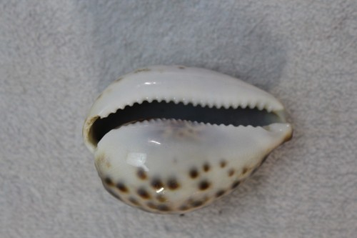 Cypraea Cervus Cowrie Seashell 79mm 3.11" Shell Tigris Tiger Schilderiana Hawaii - Picture 11 of 23