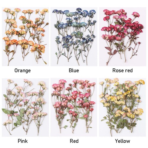 Multi-purpose Crafts Real Dried Flowers Manual Embossed Plant Pressed Flowers - Picture 2 of 17