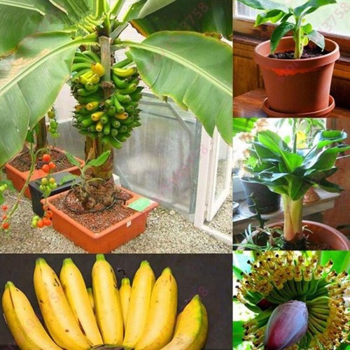 100pcs Dwarf Banana Tree Seeds Bonsai Plant Exotic Rare Fruits Garden Planting - Picture 4 of 7