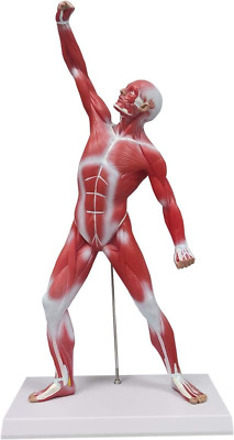 20  Human Anatomy Muscle Model for Education & Medical Study