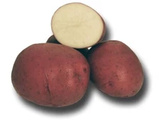Colorado Rose - 2 lbs pounds- Certified Whole Seed Potatoes for Spring