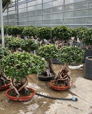 FICUS S. MICROCARPA GRANDE- Bonsai in vaso da 40 L - FOTO REALI
