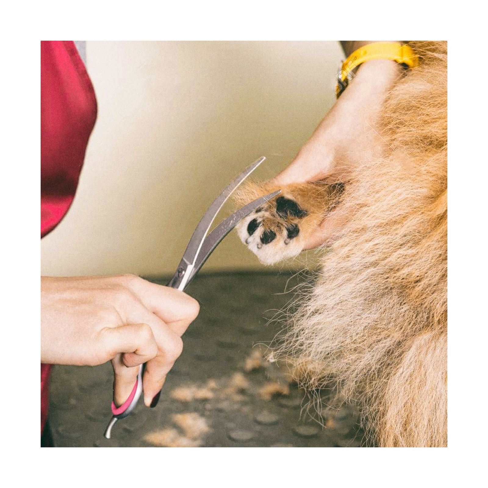 Gimars 4CR Stainless Steel Dog Grooming Scissors Kit with Safety Round