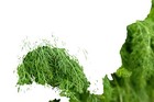 Dill Herb Seeds