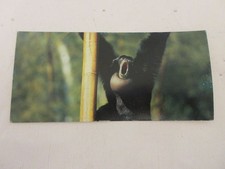 FICHE 490 PHOTO ANIMAUX Le SIAMANG - PARADES d'AMOUR