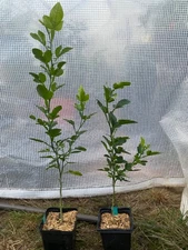 Cold Hardy Citrus Seedlings 2 yr old 12"-24" Dunstan citrumelo & Troyer
