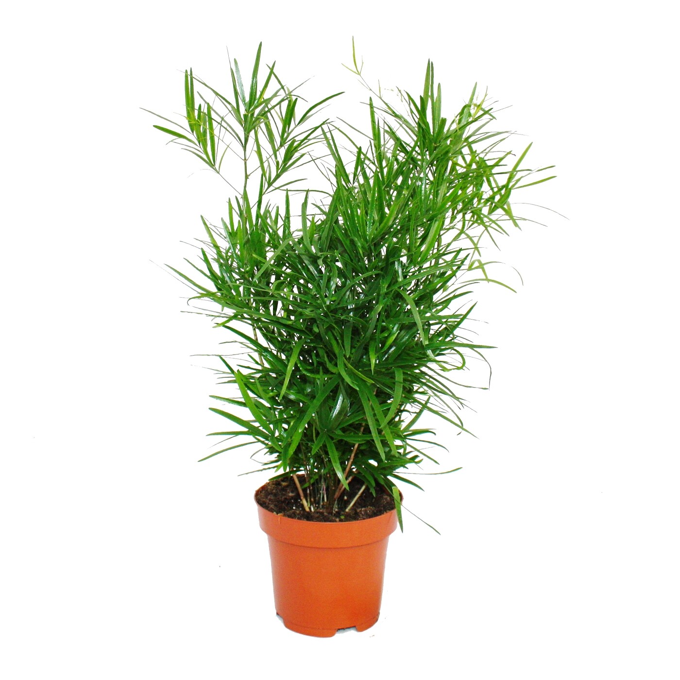 Futterpflanze für Heimtiere - Chlorophytum - Vitalfutter für Kaninche