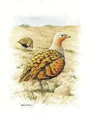 Kuk piaskowy Kuk latający - Obraz z nadrukiem artystycznym - 25,5 x 17,5 cm