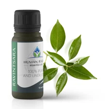 Ravintsara Essential Oil - Human Right Essential Oils HROILS.com