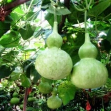10 Birdhouse Bottle Gourd | Buddha Calabash Squash Craft Asian Seed Hột Bầu 2025