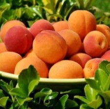 APRICOT Fragrance Oil to craft Candles Soaps Lotions Bath products