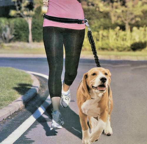 Pet Trends Freisprech Stoßdämpfend Laufen Joggen Leine Modell B336-2 schwarz - Bild 1 von 11