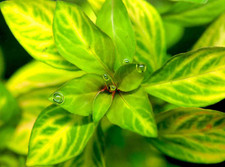 Oval Ludwigia Ovalis Live Aquarium Plants BUY 2 GET 1 FREE