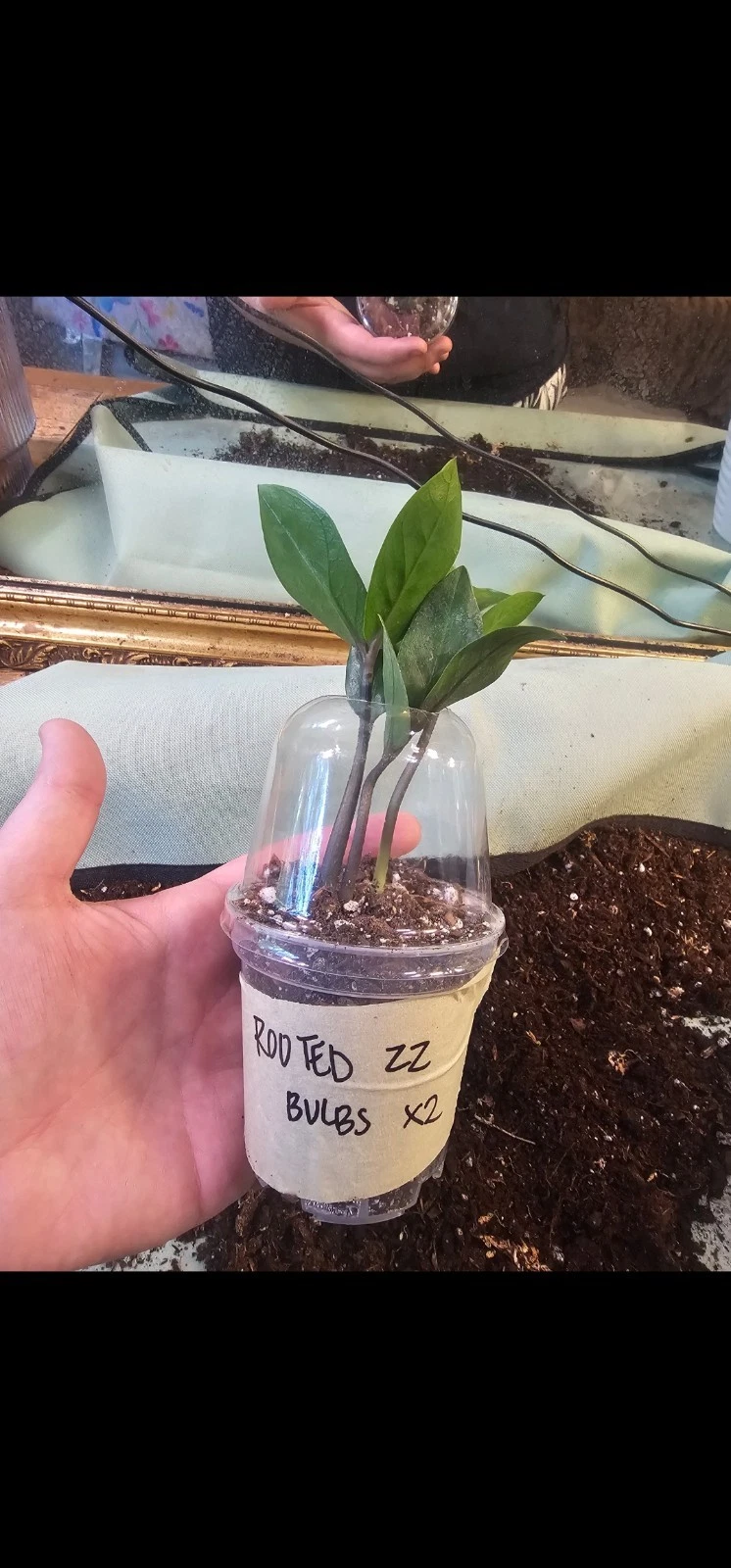 ZZ plant, Zamioculcas Zamiifolia, LIVE potted houseplant in 4" pot