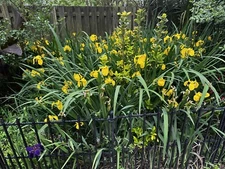 Iris Pseudacorus Yellow Flag Water Flag Iris 3 Root Tubers - USA GROWN