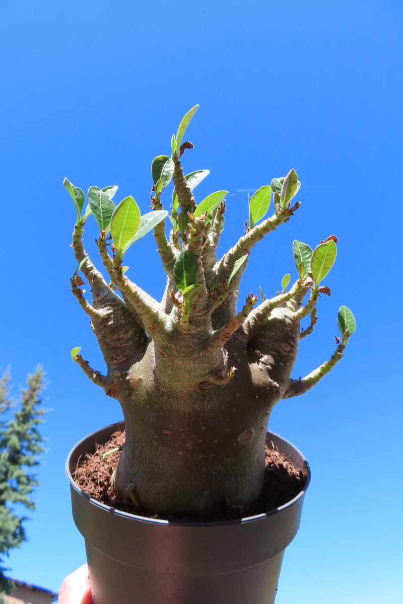 Baobab online kaufen | eBay.de