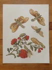 FULGORES LANTERN HOLDER AND CICADAS Maria Sybilla Merian Naturalist Painting