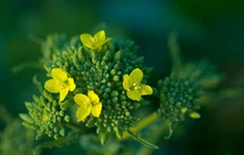 RAAB BROCCOLI SEEDS * 50 SEEDS *