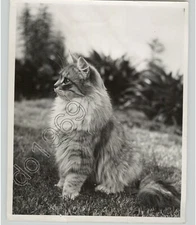 A Fluffy Cat Outside in The Grass. VTG Press Photo Pets Gilbert C Close PIX