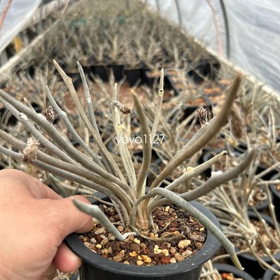 5-6cm Succulent cactus Plants Astrophytum caput-medusae Plants