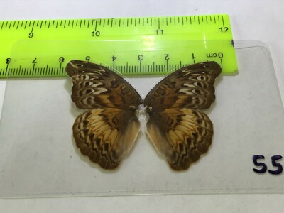 UAB 55 A+/ A Cymothoe Limenitidinae, Cynandra   CLOSE OUT SALE