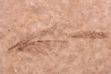 Rare Bird Feather 24mm Fossil Lake Green River Formation Wyoming WY COA 10818