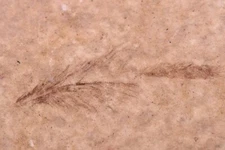 Rare Bird Feather 24mm Fossil Lake Green River Formation Wyoming WY COA 10818