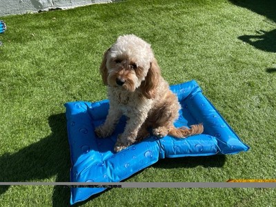 Cooling Dog Bed - Light Blue Small