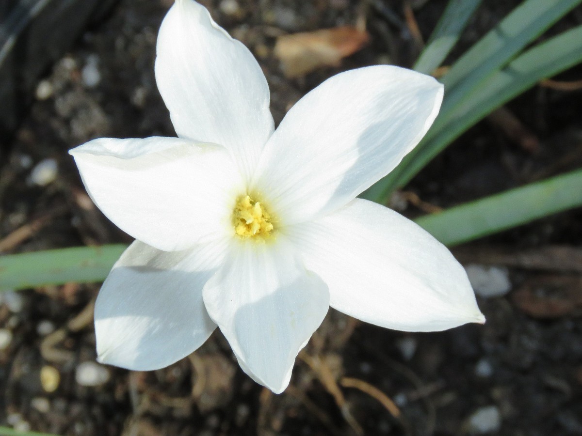 lilyです 5 BULBS MOON STONE RAIN LILY ZEPHYRANTHES ROSEA .FLOWERING