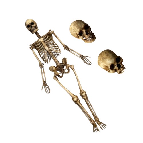 1/6 Scale Human Beings Skeleton PVC Model for 12" Action Figure Accessory Toy - Picture 9 of 18