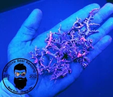 1lb UV Coralline Crushed Coral Substrate- Calcium Reactor Media, Frag Media 