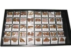 WHOLESALE LOT of 96 pieces of fossil dinosaur bone in display cases - CRETACEOUS