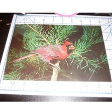 Vintage 1960 Northern Cardinal Giant Post Card New Jersey State Museum 6x9 Bird