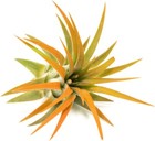 Tangerine Tillandsia Air Plants – Colorful, Easy Care Decor for Home & Garden