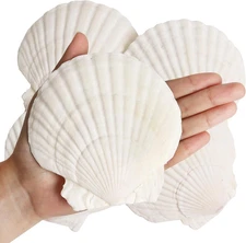 4 PCS Clam Shells for Crafts,4''-5'' Natural Scallop Shells,Large Seashells for