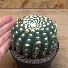 Notocactus uebelmannianus Vaso 10 cm Cod.0511-13