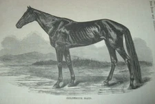 c1900 Antique Print GOLDSMITH MAID HORSE