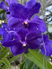 Orchid - Vanda Pachara Delight, Indigo Blue (Live Plant)