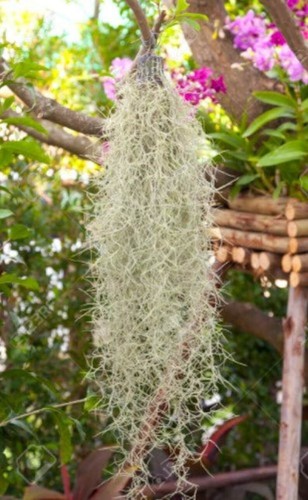 Premium Spanish Moss - Live, Fresh, Organic, BONUS- Free Air Plant & Care Guide! - Picture 2 of 11