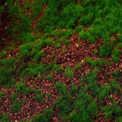 Falsches Moos Simulierte Rasenfläche Teppiche Grün Kugeln Dekor Panel Künstlicher Garten Gr