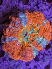 WYSIWYG Rainbow 4 Color Acanthophyllia Acantho Meat Coral Brain Live Frag Reef